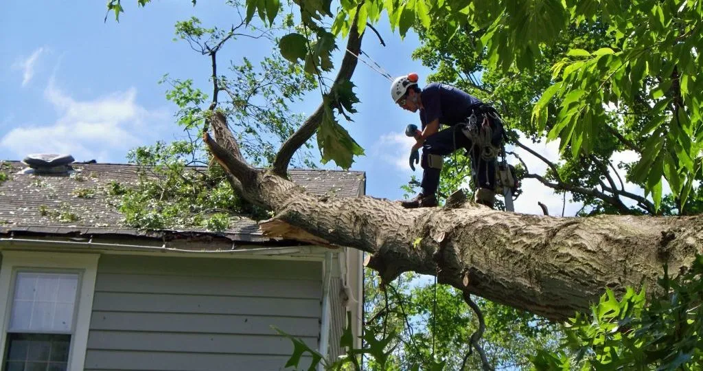 emergency tree service in orlando