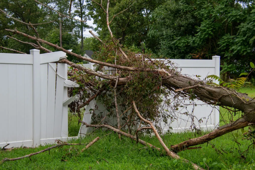 nine signs that you need emergency tree services