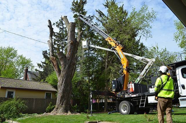 reasons tree trimming