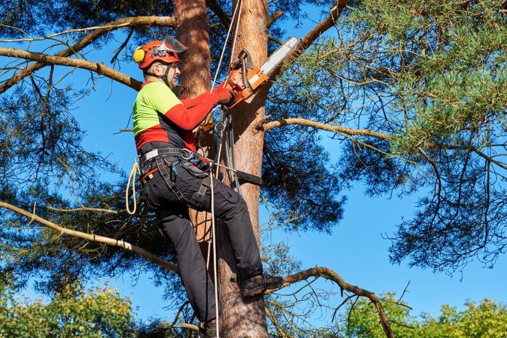 Reasons To Trust The Pros With Tree Pruning And Trimming 1024x683