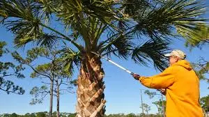 palm tree trimming orlando