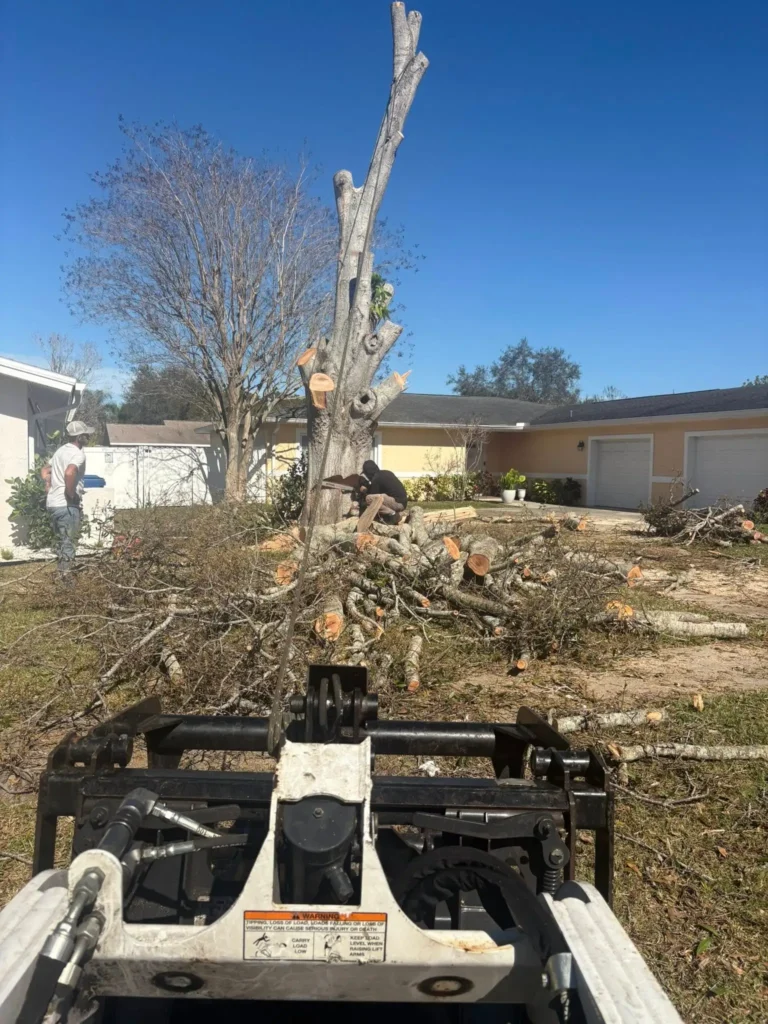 safe tree removal orlando