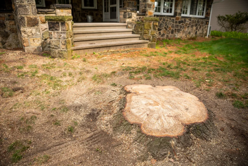 stump grinding
