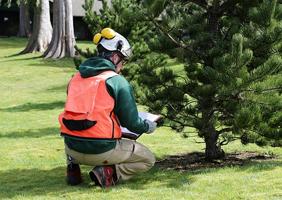 tree consulting orlando