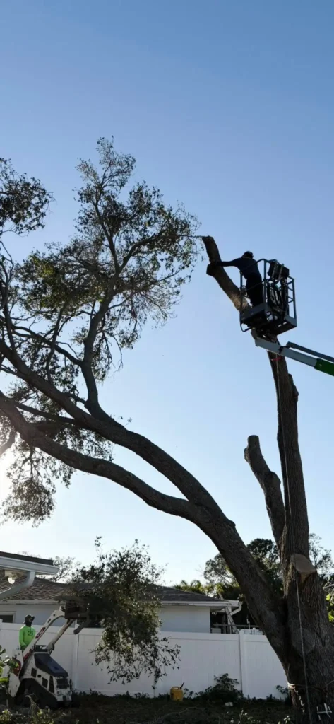 tree specilist modesto