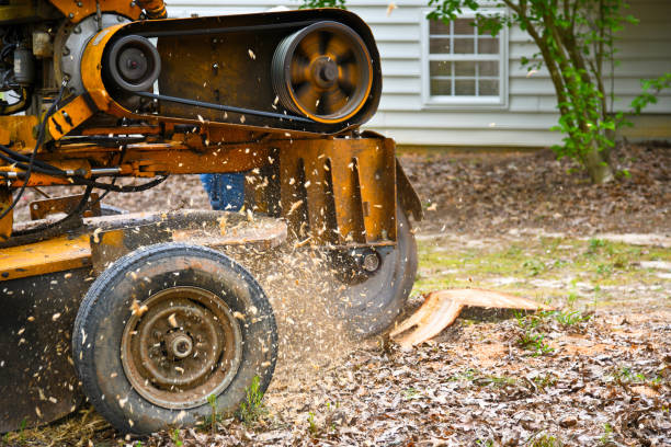 a stump grinding machine removing a stump from cut down tree