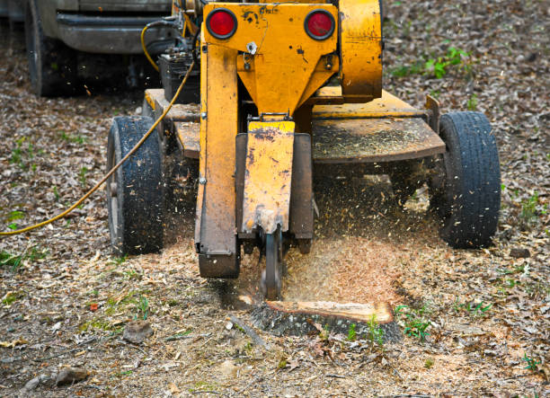 a stump grinding machine removing a stump from cut down tree