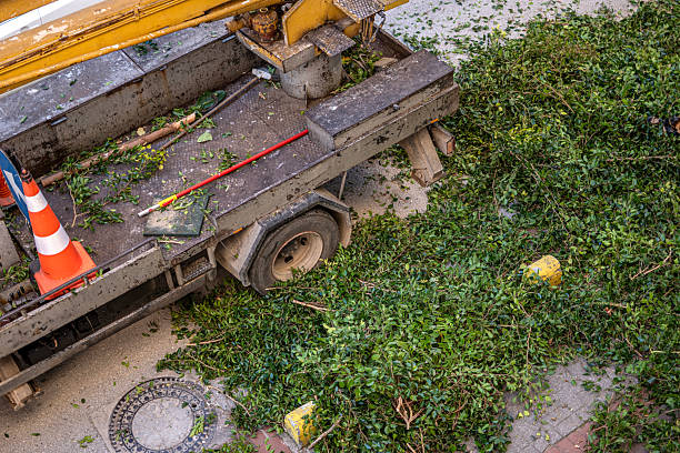 plants in a van
