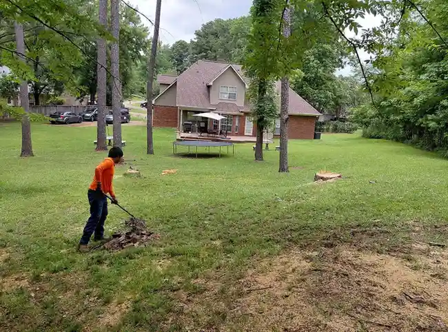 tree service results.webp